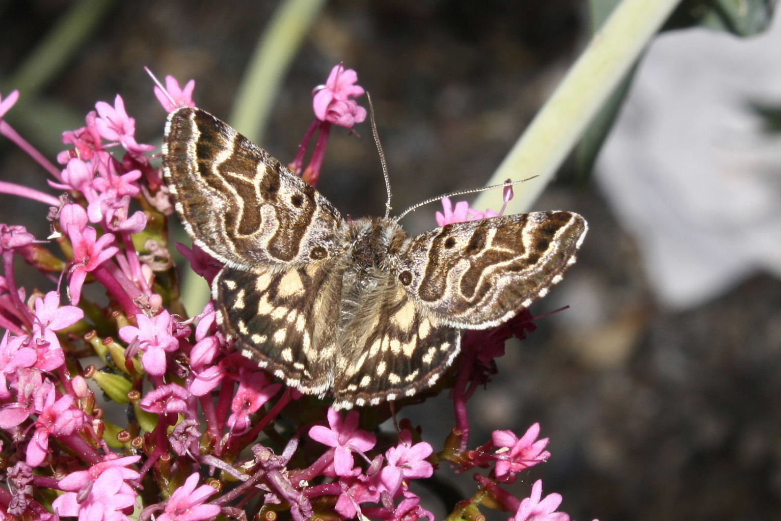Farfalla da determinare - Euclidia (Callistege) mi